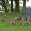 hundetreffen 03.09.2016 588